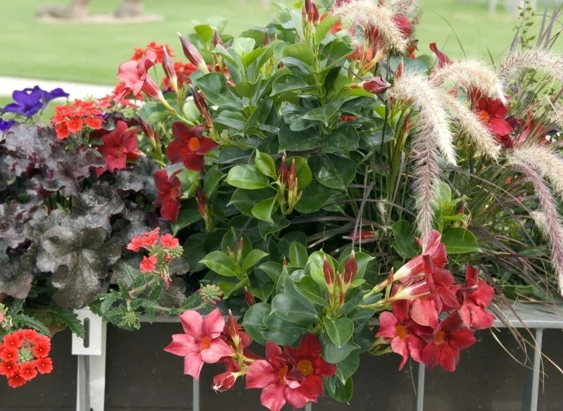 Sundaville pięknie się rozkrzewią, jeśli je odpowiednio przytniemy