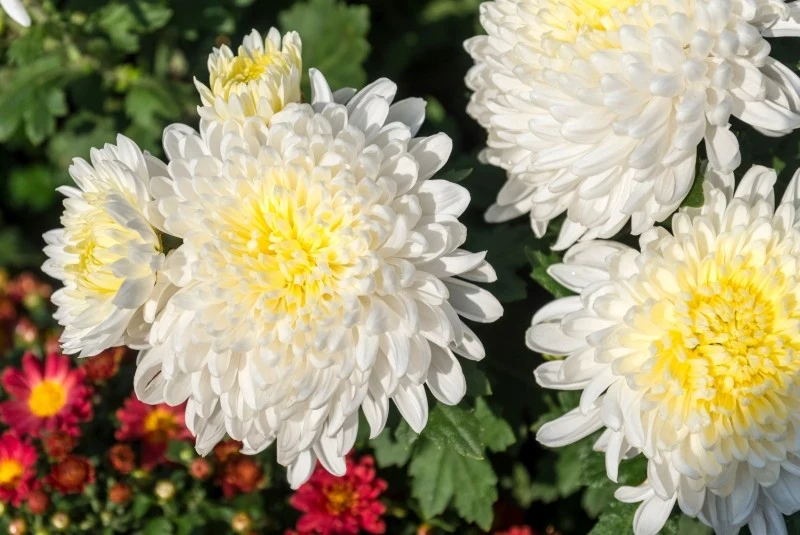 Chryzantemy mają wiele odmian o rozmaitych kształtach i kolorach