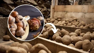 Dowiedz się, jak przechowywać ziemniaki, żeby były twarde przez całą zimę.