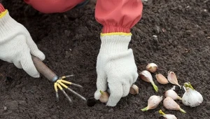Niektórych nawozów nie można stosować do upraw czosnku.