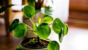 Pieniążek to popularna roślina doniczkowa, która ma zapewnić szczęście w finansach.