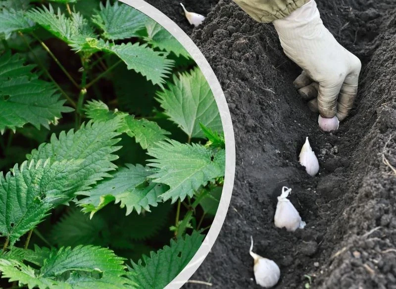 Zamiast wywaru z pokrywy do nawożenia czosnku zimowego wykorzystajmy popiół drzewny