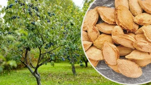 Sadzenie śliwy krok po kroku. Czy można wyhodować ja z pestki?