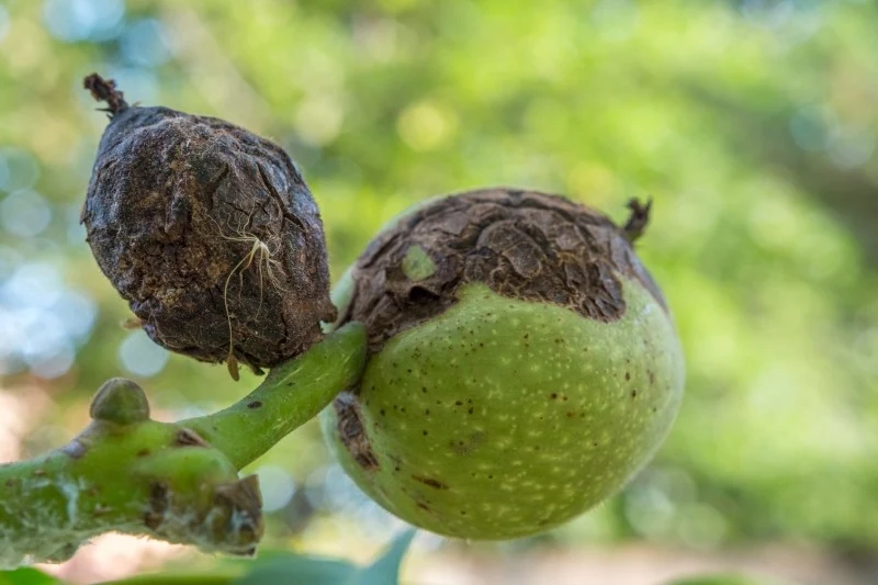 Czerniejące orzechy włoskie na drzewie to oznaka choroby