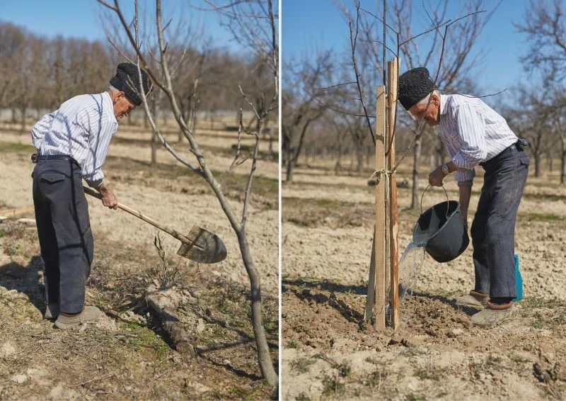 Drzewka śliwki powinniśmy sadzić w odstępie 3-5 m