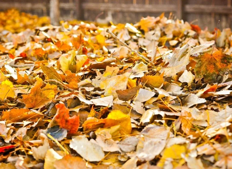 Opadłe liście nie powinny zalegać na trawniku