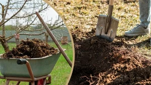 Dowiedz się, jaki obornik najlepiej stosować jesienią.