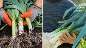 Sprawdź, jak przechowywać pory, aby na dłużej zachowały świeżość i wartości odżywcze.