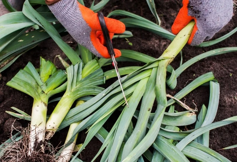 Do uprawy pora na zbiór jesienny nadają się odmiany późne