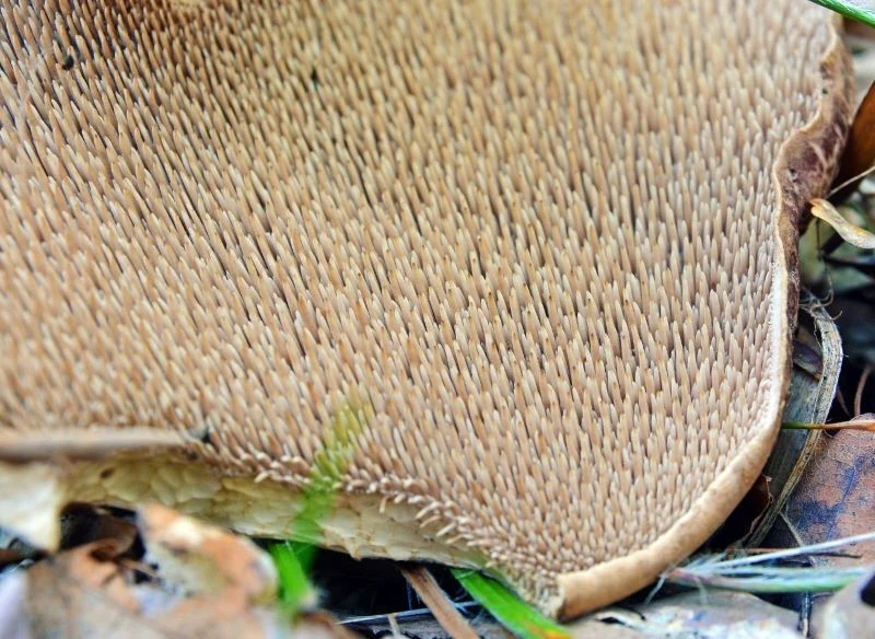 Spód kapelusza sarniaka świerkowego pokrywają gęsto ułożone kolce