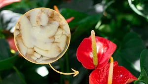 Zrób domową odżywkę, a anturium dostanie drugie życie. Przepis na nią jest niezwykle prosty.