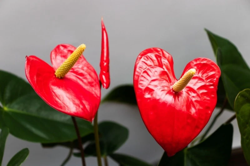 Anturium wymaga stanowiska jasnego, ale nie mocno słonecznego