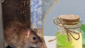 Niektóre przyjemne dla nas zapachy skutecznie odstraszają szczury.