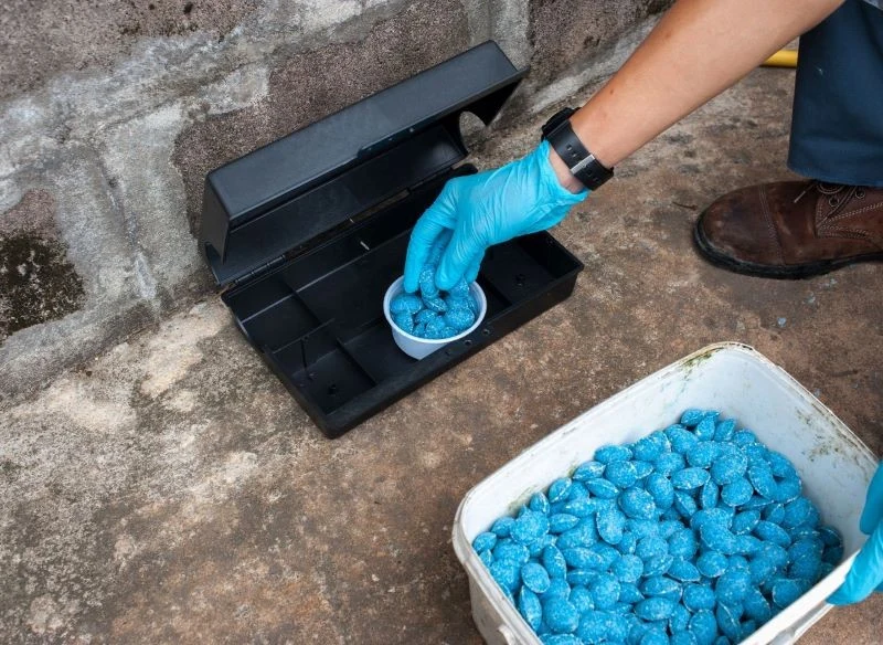 Istnieją bezpieczniejsze i bardziej ekologiczne metody zwalczania szczurów niż rozkładanie trutki