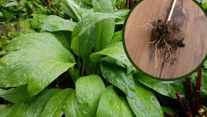 Jesienne sadzenie czosnku niedźwiedziego. Stanowisko, ziemia i pielęgnacja