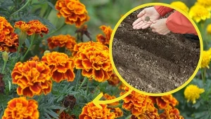 Aksamitki mają niską odporność na chłód, mimo to można je wysiać nawet w listopadzie.