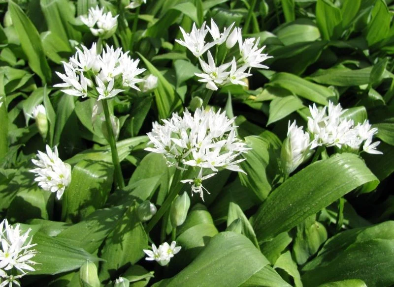 Delikatne kwiaty czosnku niedźwiedziego są zebrane w luźne baldachy