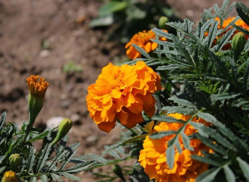 Wysiej aksamitki jesienią, by nie robić z nich rozsady wiosną i zatroszczyć się o glebę