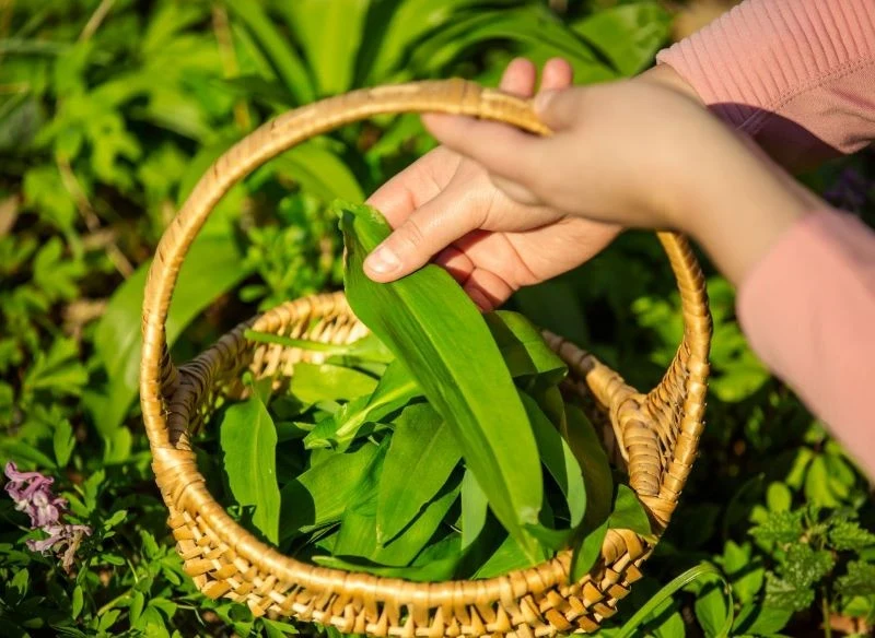 Zbiór czosnku niedźwiedziego z grządki najlepiej zaplanować na marzec i początek kwietnia