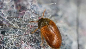 Rozłóż w pokoju na podłodze wełniany sweter. Przekonasz się, czy w domu są szubaki.
