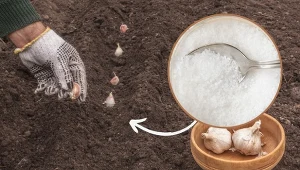 Podpowiadamy, jak sadzić czosnek zimowy, aby mieć duże i zdrowe plony.