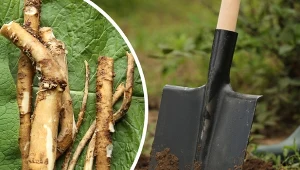 Wyjaśniamy krok po kroku, jak posadzić chrzan jesienią i nie dopuścić do jego zbytniej ekspansji.