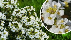 Gęsiówka kaukaska to zimozielona bylina, która zachwyca obfitym kwitnieniem.