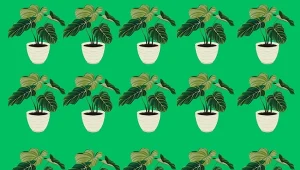 Który kwiat różnii się od pozostałych? Fot. Canva/Deccoria