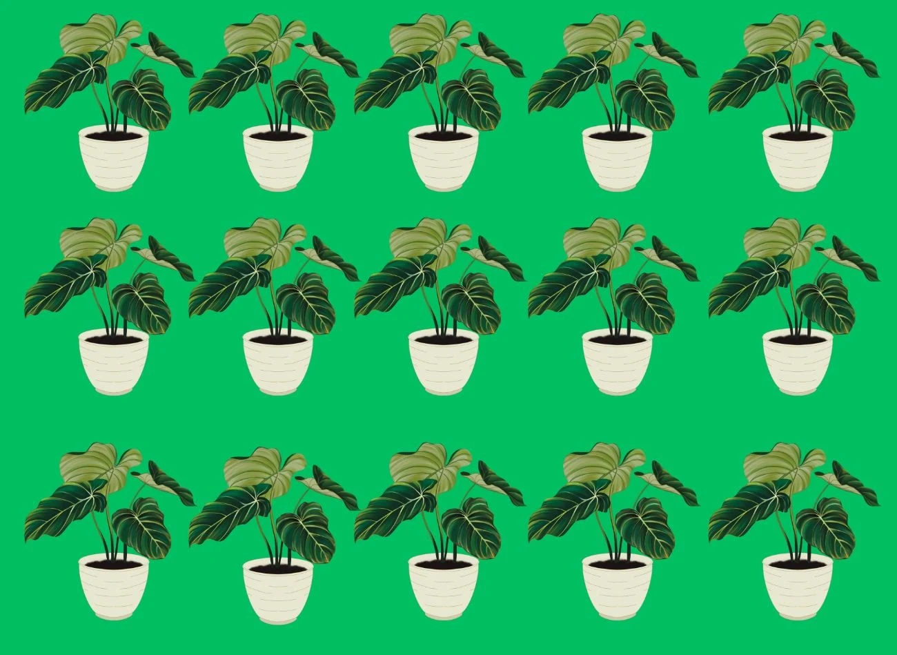 Kalatea to wyjątkowy kwiat doniczkowych 0 pięknych liściach