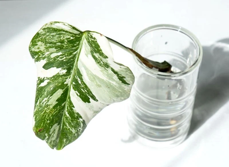 Monstera deliciosa 'Variegata' bywa sprzedawana jako oddzielony pęd do ukorzenienia