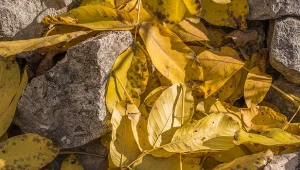 Kompostujesz liście orzecha włoskiego razem z innymi odpadami roślinnymi? To poważny błąd.