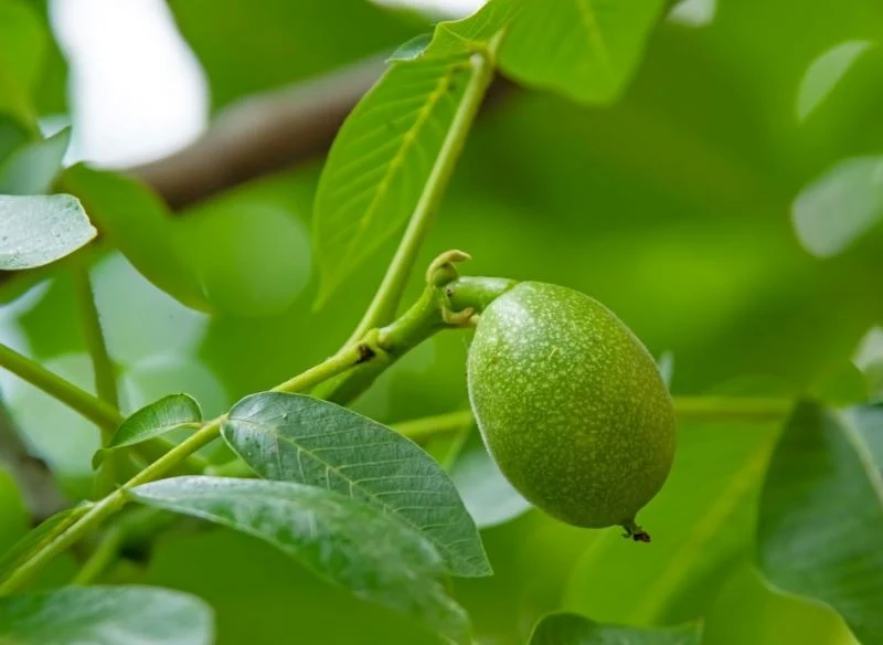 Dopóki liście orzecha włoskiego znajdują się na drzewie, są nieszkodliwe