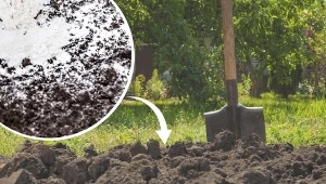 Wapnowanie to jeden z popularniejszych zabiegów przeprowadzanych w ogrodach.