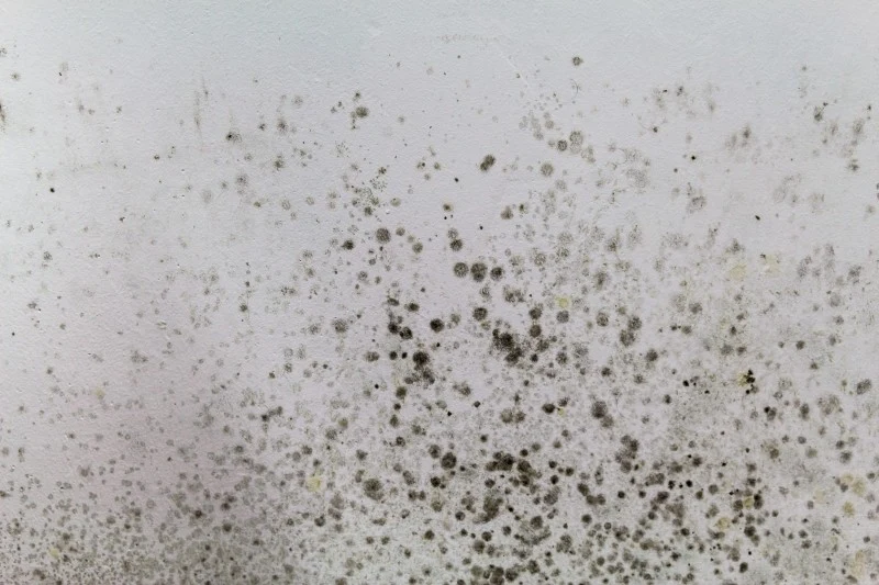 Pleśń na ścianach może wywoływać poważne problemy zdrowotne