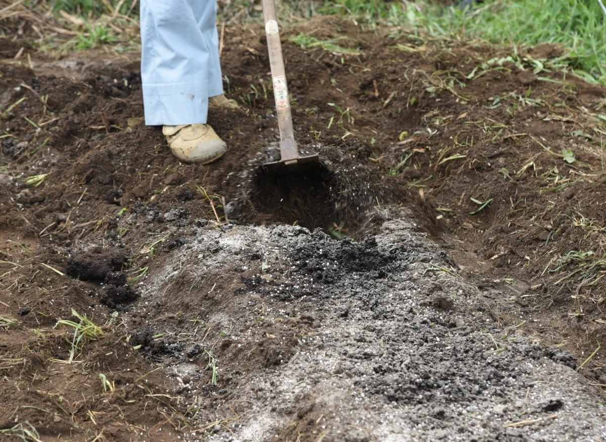 Wapnowanie ziemi w ogrodzie to ważny element jesiennych prac