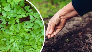 Pietruszka jest warzywem, które możemy siać na zimę w dwóch konkretnych miesiącach.