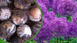 Do wyboru mamy dziesiątki gatunków czosnków ozdobnych, które mogą stać się najcudniejszą dekoracją ogrodu.