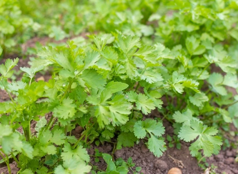 Ozimy siew pietruszki zapewnia wcześniejsze zbiory