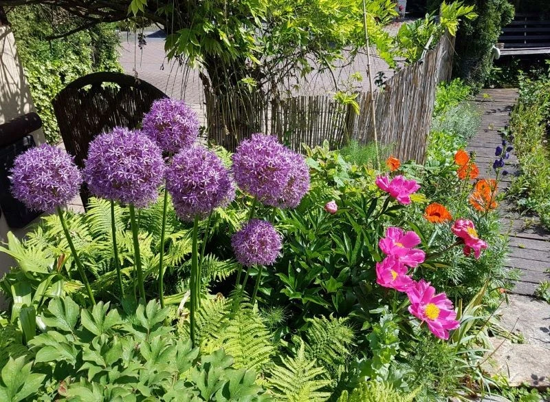 Kuliste kwiatostany czosnków ozdobnych pięknie wyglądają w towarzystwie innych roślin kwitnących
