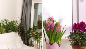 Nie wszystkie kwiaty doniczkowe warto stawiać w sypialni.