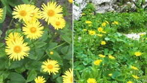 Jest wytrzymały i urokliwy. Jeśli właściwie o niego zadbasz, omieg wschodni zakwitnie już w kwietniu.