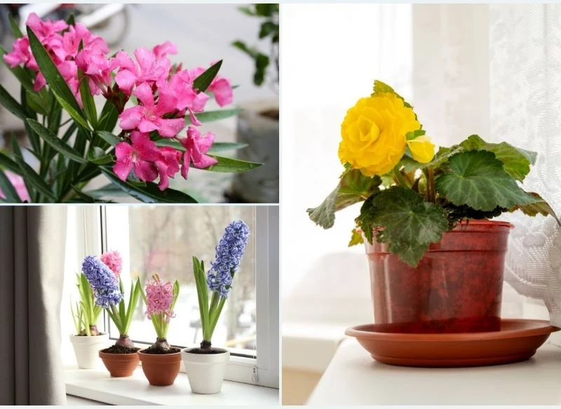 Kwiaty o intensywnym zapachu nie powinny być trzymane w miejscu, w którym śpimy