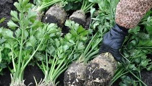 Selera nie można wykopać ani za wcześnie, ani zbyt późno. Po czym rozpoznać, że jest gotowy do zbioru? Fot. CanvaProć