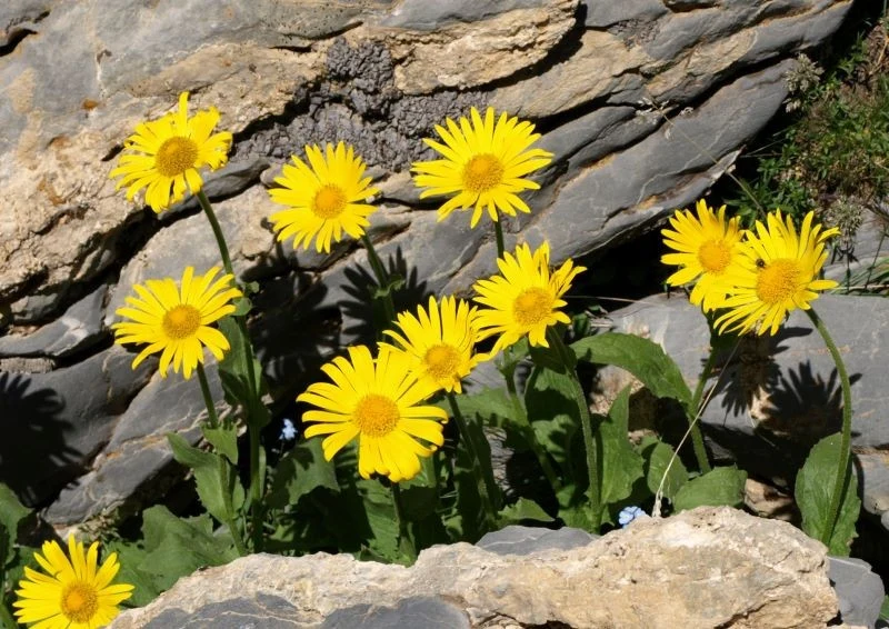 Omieg wschodni, znany też jako omieg kaukaski, to wytrzymała roślina ozdobna