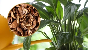 Zamiast wyrzucać, zrób odżywkę. Skrzydłokwiat wypuści mnóstwo nowych kwiatów.