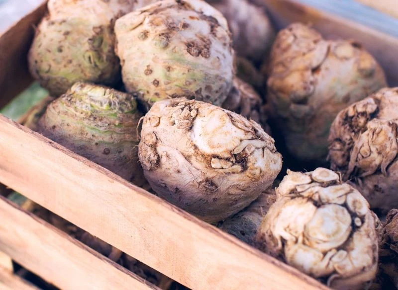 Seler zebrany w odpowiednim terminie będzie mógł być przechowywany nawet przez kilka miesięcy