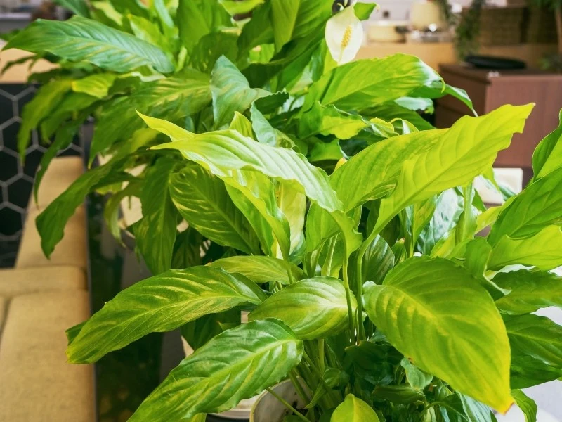 Skrzydłokwiat nie kwitnie z powodu błędów pielęgnacyjnych