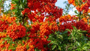 Efektowny wygląd ognika szkarłatnego sprawi, że będziesz chciał się nim cieszyć również w swoim ogrodzie.