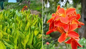 Kiedy wykopywać kanny na zimę? Zimowanie i pielęgnacja kanny jesienią