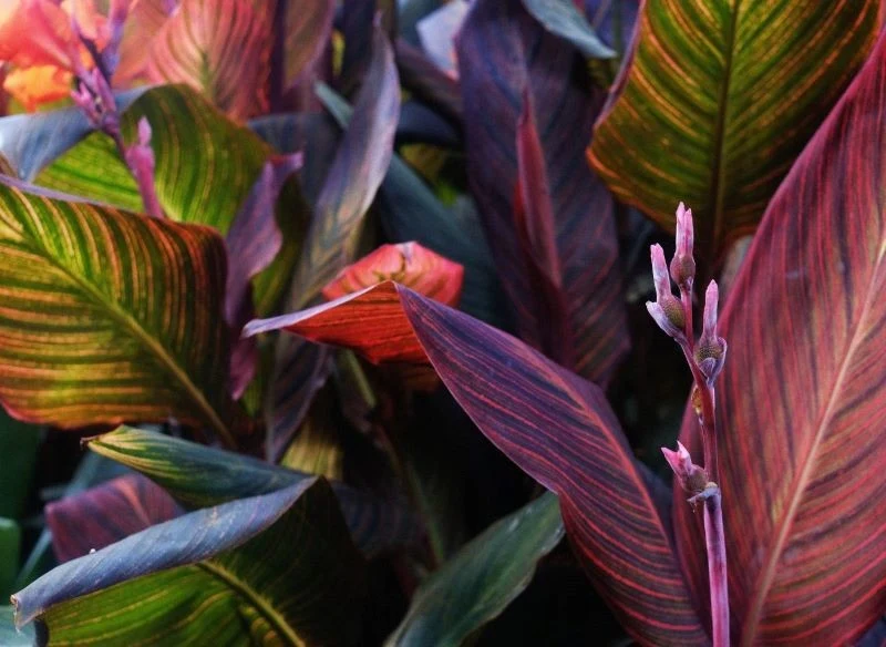 Niektóre odmiany kanny mają purpurowe liście